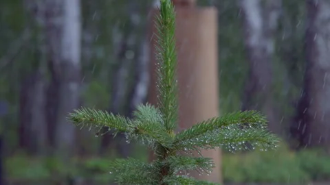 Rain spruce in motion Stock-Footage 135279207