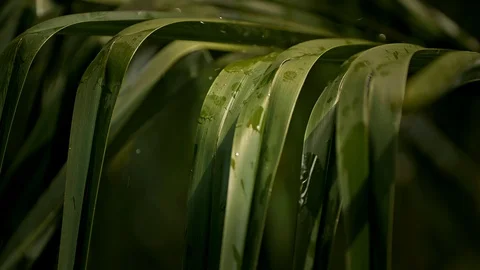 The rain start falling on a palm tree in a sunny day shot in slow motion Stock-Footage 129205802