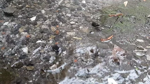 Rain on Stones Stock-Footage 237157536