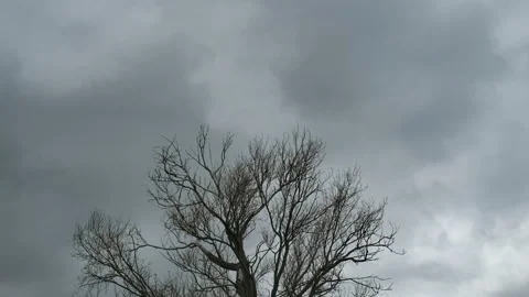 Rain storm clouds motion over winter tree silhouette,climate changes nature,4k Stock Footage 228804136