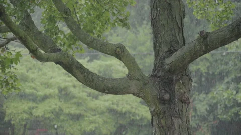 Rain Storm Dripping Tree Stock Footage 159327707