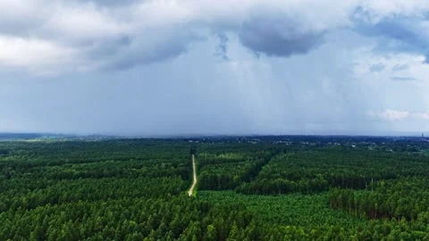 Rain Storm Falling Over Dense Pine Forest Aerial View Latvia Dramatic Sky Stock Footage 334693731