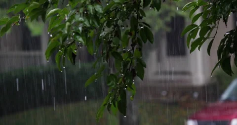 Rain storm falling on tree dripping off leaves green and fresh Stock Footage 151062232