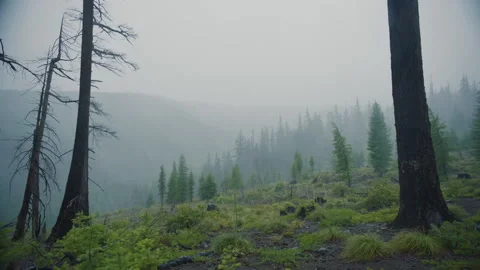Rain storm in the forest - burned trees in foreground - Mt Hood National Forest Видео 232356691