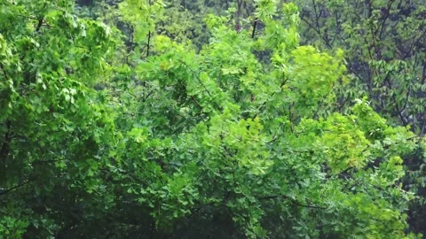 Rain storm in the forest Stock Footage 130348986