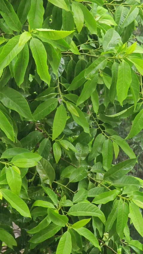 Rain storm with fresh leaves Stock Footage 288214021