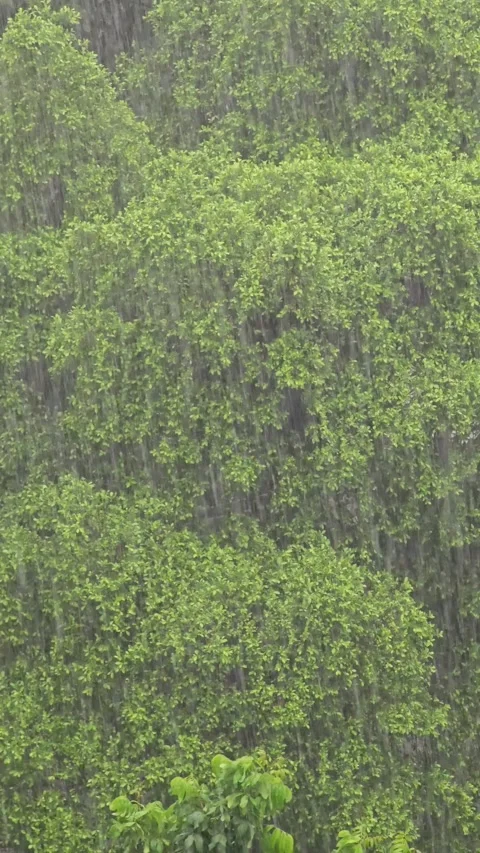 Rain storm with fresh leaves Stock Footage 288214052
