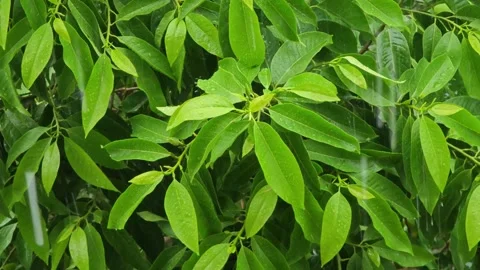 Rain storm with fresh leaves Stock Footage 288214630