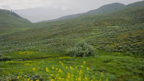 Rain storm in grassland hills, with spring flowers, 4k Stock Footage 253739484