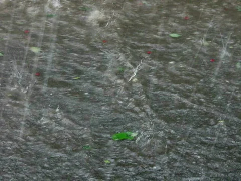 Rain storm, heavy shower, flow with berry and leafs, flow river Video stock 809094