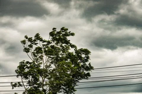 Rain storm impact tree, strong wind with gray sky before tornado Stock Photos