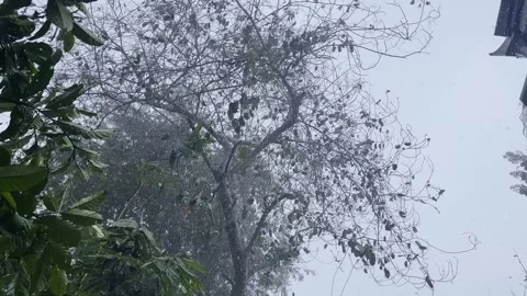 Rain storm impact trees, strong wind with gray sky. Stock Footage 240647008