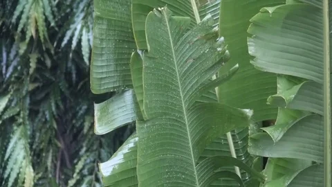 Rain Storm In Jungle. Stock Footage 81921722