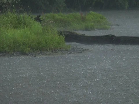 Rain Storm Lightning River Flooding Wind Fallen Tree 動画素材 7765142
