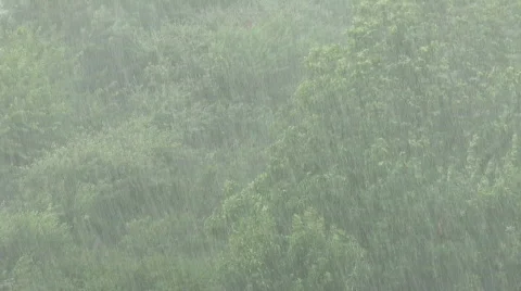 Rain storm over trees Stock Footage