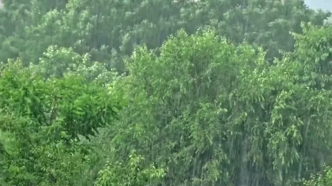 Rain storm over woods Stock Footage 77572685