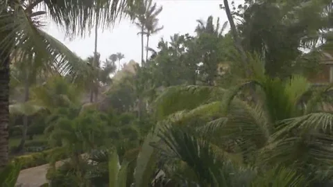 Rain storm palm trees Stock Footage 69265154