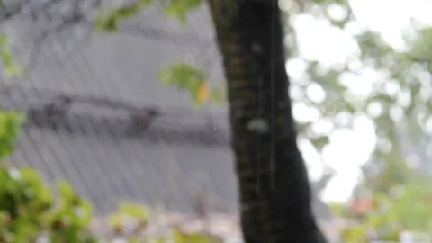 Rain storm shows a heavy rain on tree branches Stock Footage 99117613