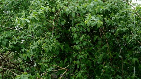 Rain storm on spring day at lush foliage tree plants leaf background. Falling Stock Footage 154408956