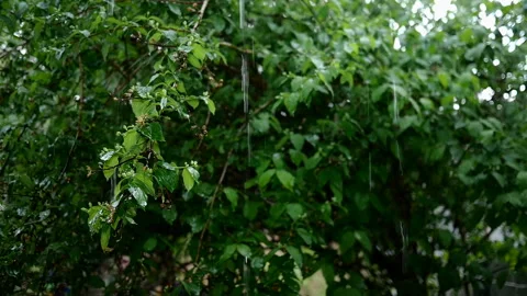 Rain storm on spring day at lush foliage tree plants leaf background. Falling Stock Footage 154426477