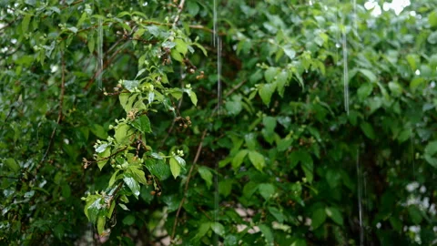 Rain storm on spring day at lush foliage tree plants leaf background. Falling Stock Footage 154590115