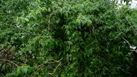 Rain storm on spring day at lush foliage tree plants leaf background. Falling Stock Footage 154601811
