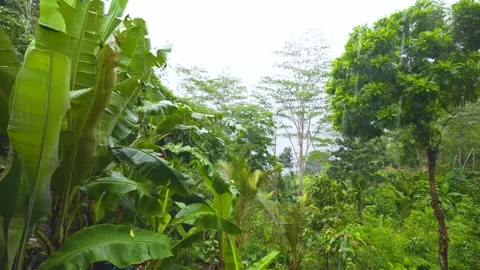 Rain storm in tropical forest with various type of trees. biodiversity in t.. Stock Footage 301071974