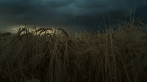 Rain Storm Wheat Field Jib Farm Stock Footage 115850698