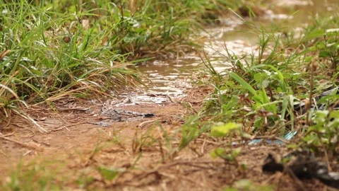 Rain stream moving on a pathway after heavy rain downpour. Stock Footage 172084192