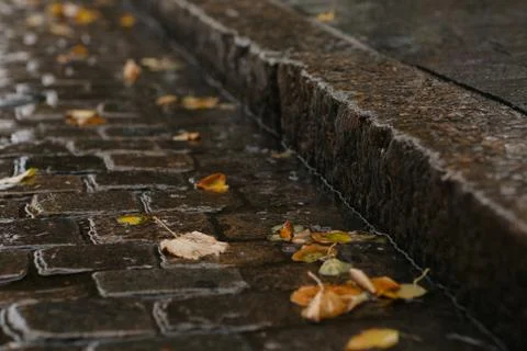 Rain stream on an old stone pavement with yellow leaves Stock Photos