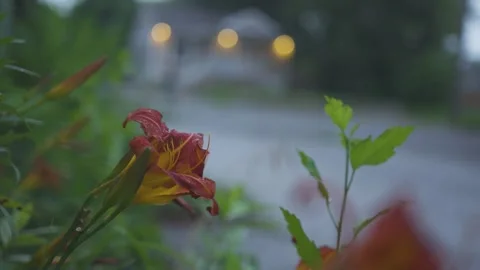 Rain street Stock Footage 157702117