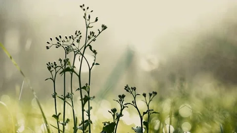 Rain in Summer Concept. Small Natural Flower Grass during Sunrise or Sunset i Stock Footage 130952990