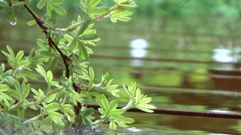 Rain on a summer day. Stock Footage 53869056
