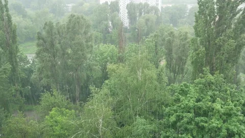 Rain in the summer Stock Footage 170516649