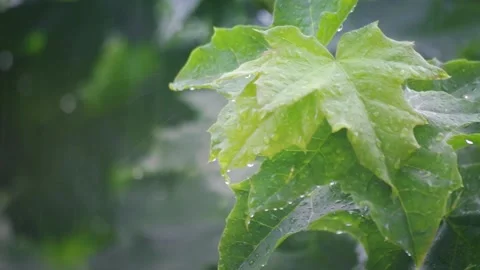 Rain in Summer Forest Stock Footage 89012207