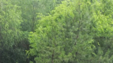 Rain in the summer park 動画素材 64621356