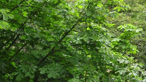 Rain in the summer, trees in the rain. Video stock 80340346