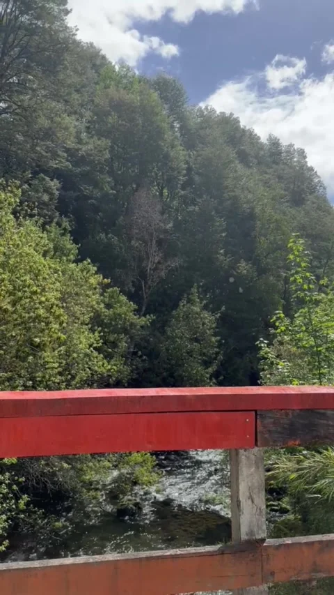 Rain with sun in the forest. Stock Footage 318981348