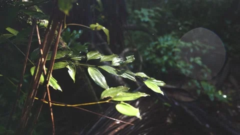 Rain, Sun, Leaves in a Forest 库存影片 232169991