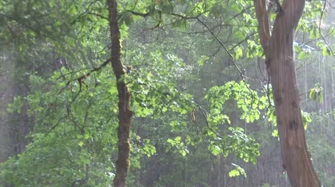 Rain in sunlit forest Stock Footage 1113607