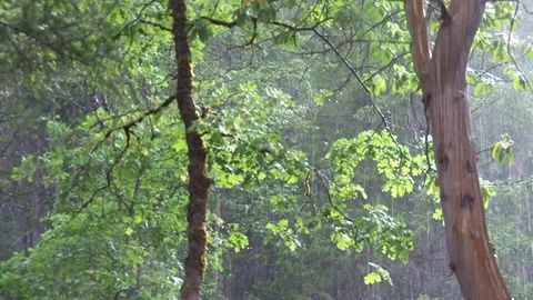 Rain in sunlit forest Stock Footage 74094004