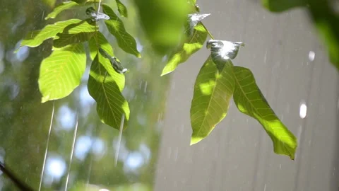 Rain on sunny day. Drops of falling rain and branch large green walnut leaves Stock Footage 230643966
