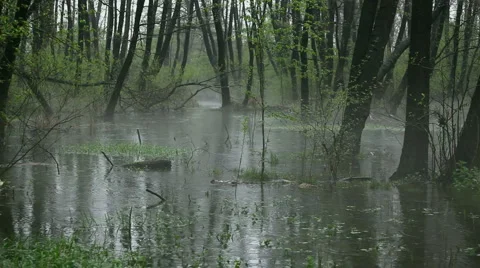Rain in the swamp Stock Footage 2138319
