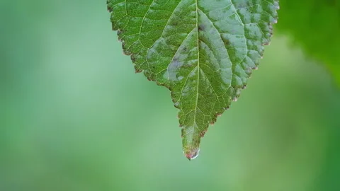 Rain on Swaying Green Leaf Close-Up Nature Video Stock Footage 346503648