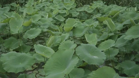 Rain taps on the lotus leaves in the pond.with original rain sound Stock Footage 336633721