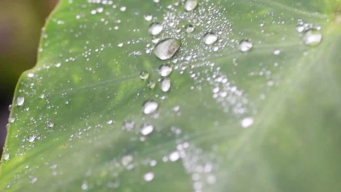 Rain on taro leaf Stock Footage 99417520