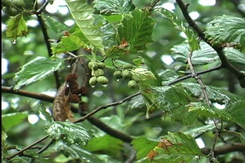 Rain on temperate forest leaves Stock Footage 745251