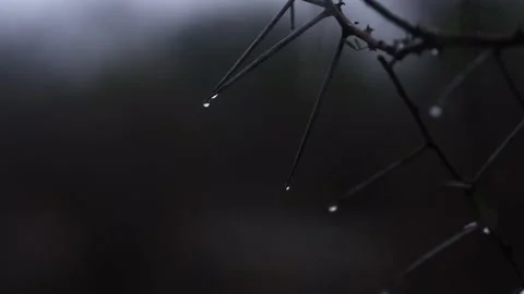 Rain on thorns Stock Footage 138192932