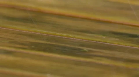 Rain on timber top 스톡 동영상 50384292