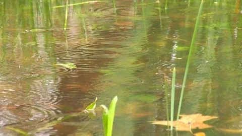 Rain on Transparent Water Stock Footage 105069252